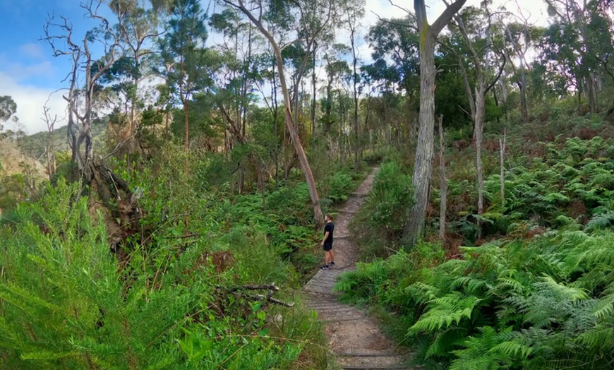 Image 1: Scenic Clifftop, Bay or Rainforest Picnic Hikes with Gourmet Lunch 