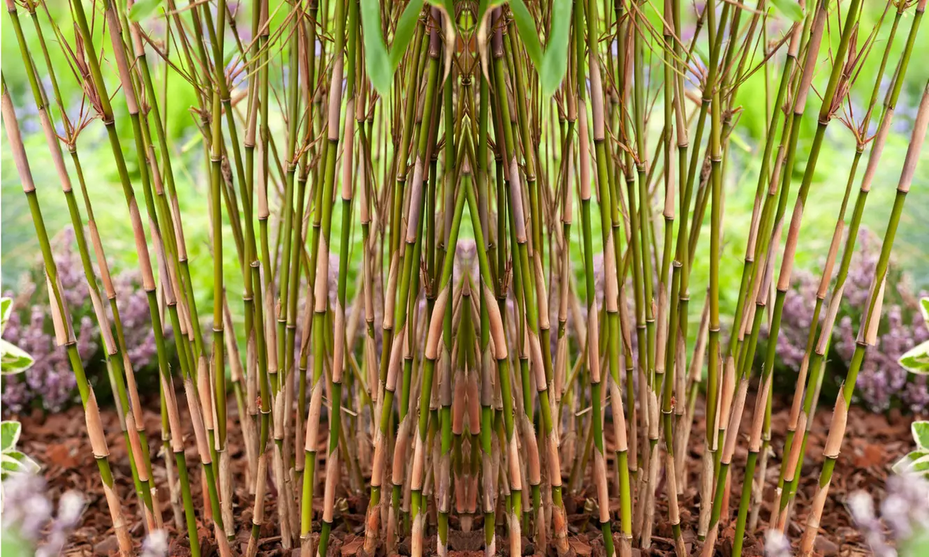 1x oder 2x Bambus Red Dragon (Fargesia)