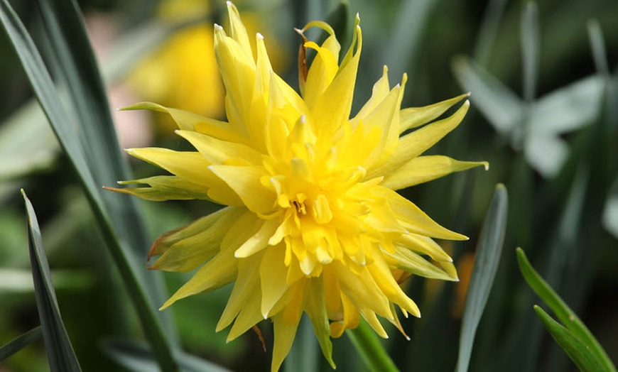 Image 2: 25 or 50 Narcissus 'Rip van Winkle' Spring Flowering Bulbs