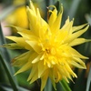 Image 2: 25 or 50 Narcissus 'Rip van Winkle' Spring Flowering Bulbs