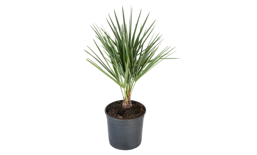 Image 2: 1 ou 2 plants de Chamaerops Humilis 