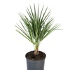 Image 2: 1 ou 2 plants de Chamaerops Humilis 
