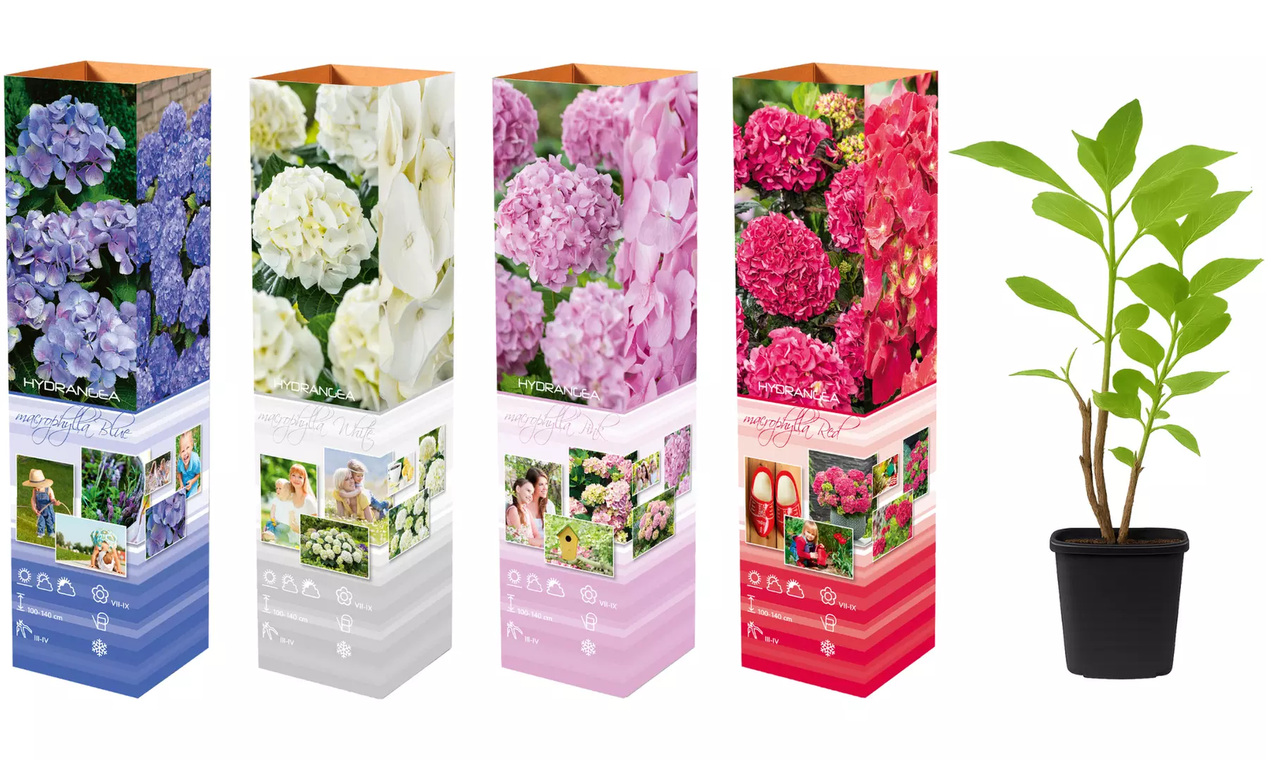 3er- oder 6er-Set Hortensien