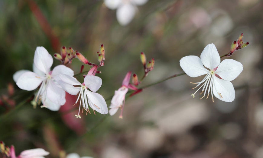 Image 2: Pack de bordure NatureNest 'Luna'