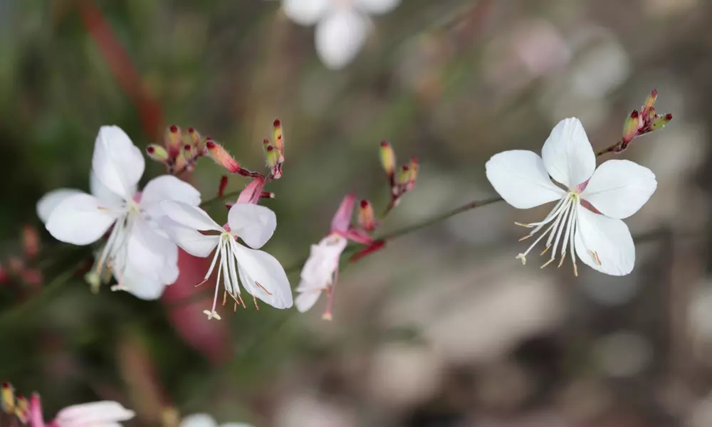 NatureNest 'Luna'-borderpakket