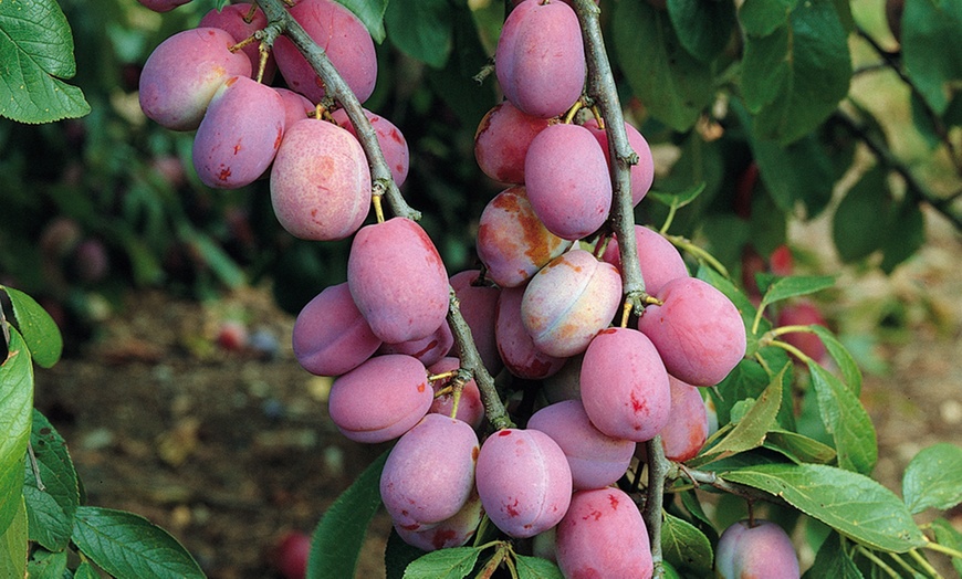 Image 2: Plum 'Victoria' Tree - Garden Variety