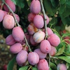 Image 2: Plum 'Victoria' Tree - Garden Variety