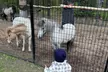 Up to 53% Off on One Hour Petting Animals & Farm Tour for One, Two, or Four at Acres of Joy Ranch - Second Medium
