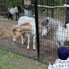 Image 3: Connect with Animals on a Relaxing and Fun Farm Tour