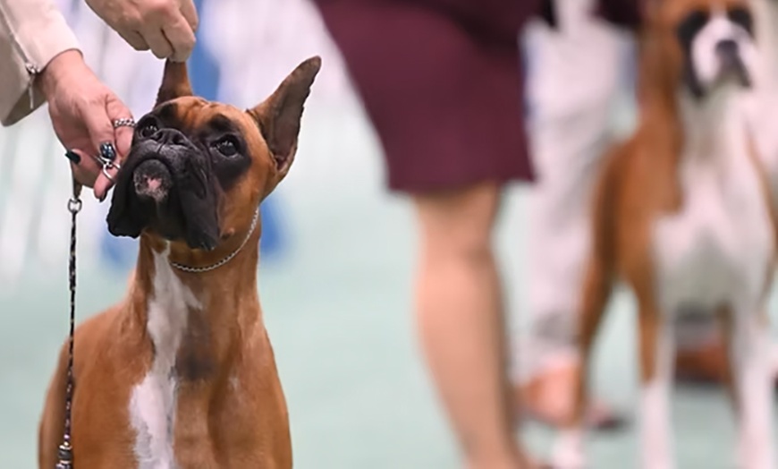 Image 4: Houston World Series of Dog Shows - Up to 46% Off 