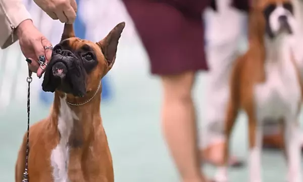 Canine Fun Dog Shows Near Me 2019 153 DOG BREEDS AND THEIR NAMES