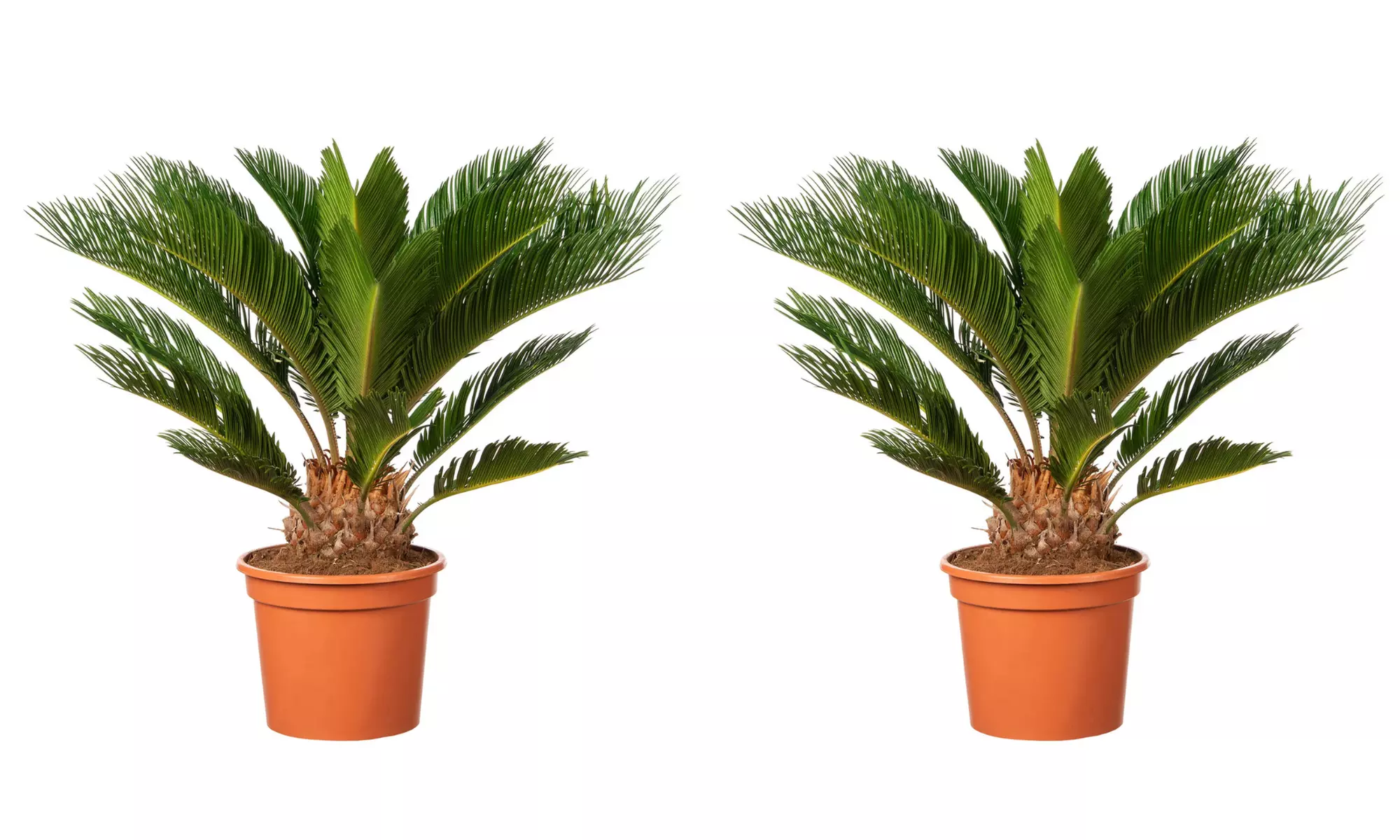 1 of 2 Japanse Cyca Revoluta-palmen