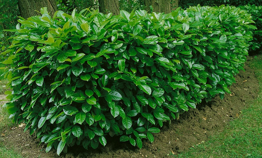 Image 1: 5, 10 or 25 Cherry Laurel Plants