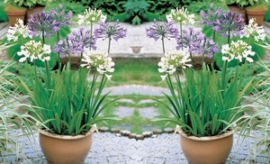 6 or 12 Agapanthus Blue And White Collection Plants 