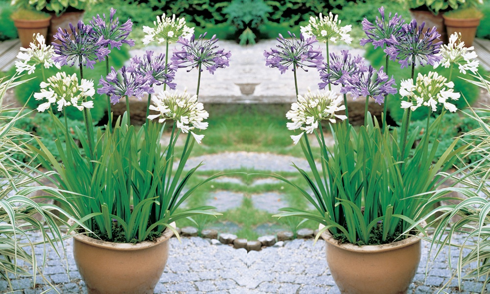 Agapanthus Blue & White Collection – 6 or 12 Plants