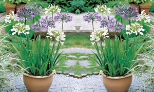 6 or 12 Agapanthus Blue And White Collection Plants 