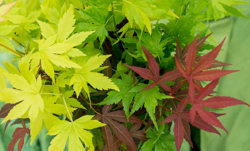 Image 9: 1 ou 2 plants d'érables japonais