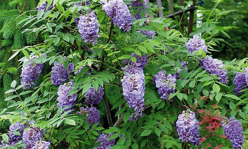 Image 2: Wisteria 'Amethyst Falls' Potted Plant 