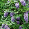 Image 2: Wisteria 'Amethyst Falls' Potted Plant 