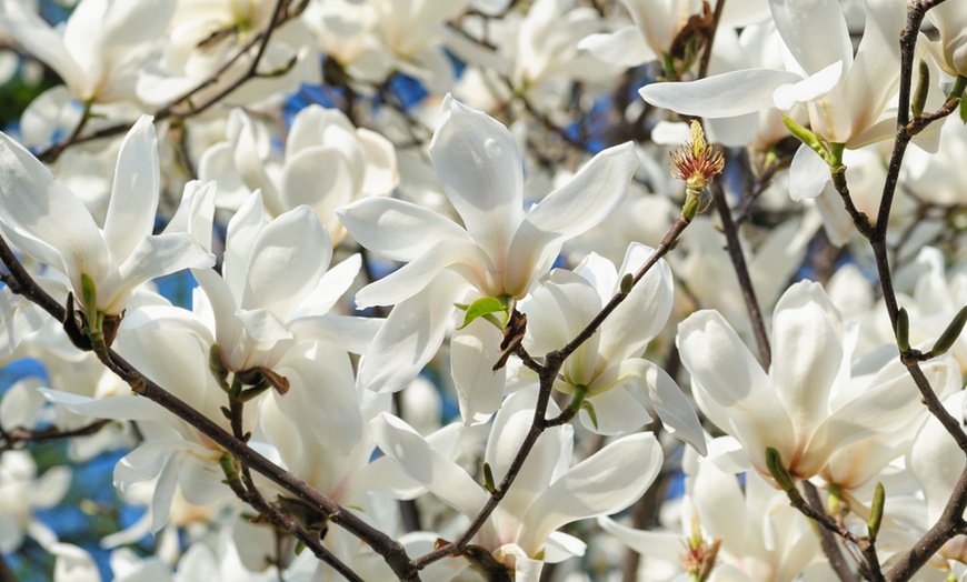 Image 1: 3er-Set Stern-Magnolien, Tulpen-Magnolie oder Magnolie „Susan