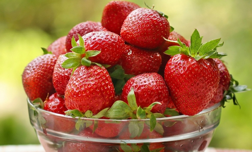Image 4: Strawberry All Season Collection - 20 or 40 Plants