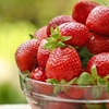 Image 4: Strawberry All Season Collection - 20 or 40 Plants