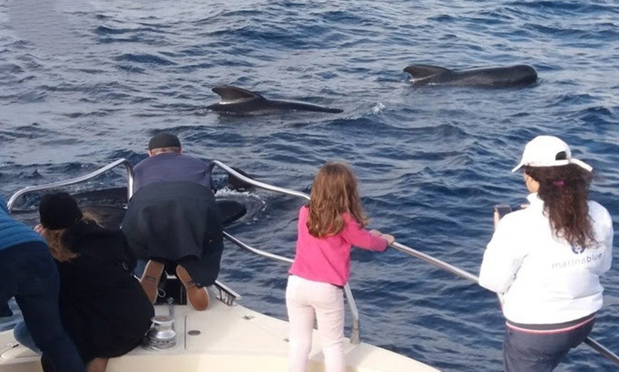 Image 6: Excursión de 2 horas en yate exclusivo para ver ballenas y delfines 