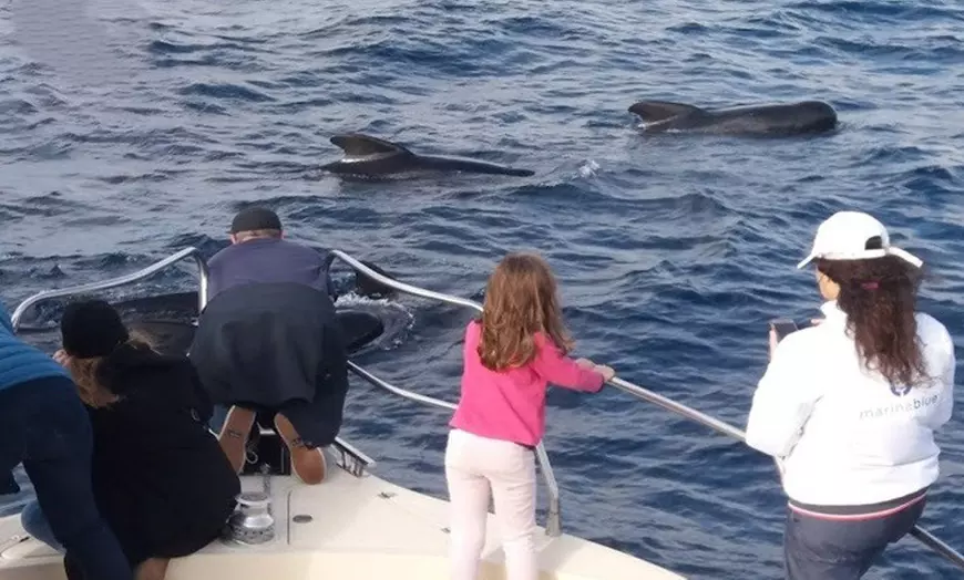 Image 6: Paseo en yate de 2 horas por el Estrecho para ver ballenas y delfines