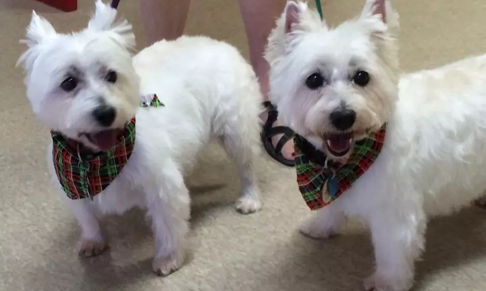 Preppy Pet West Houston: Full Service or Doodle/Poodle Full Service Grooming Package for Dogs (Up to 48% Off) - Primary Image