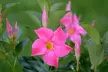Mandevilla 'Bloom Bells®' - 1 or 3 Potted Plants - Image 6