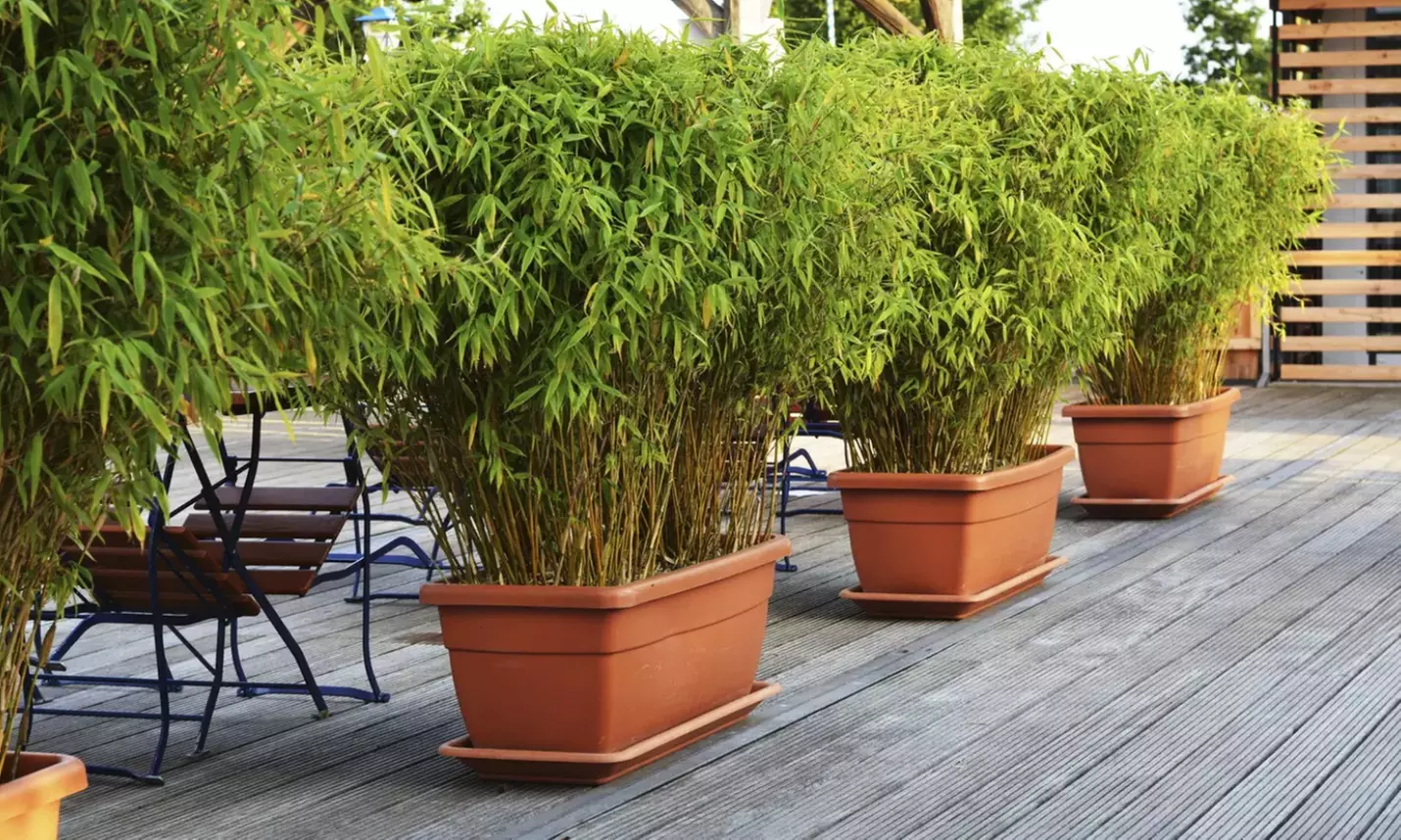 1x oder 2x oder 4x Bambus-Pflanze „Fargesia"