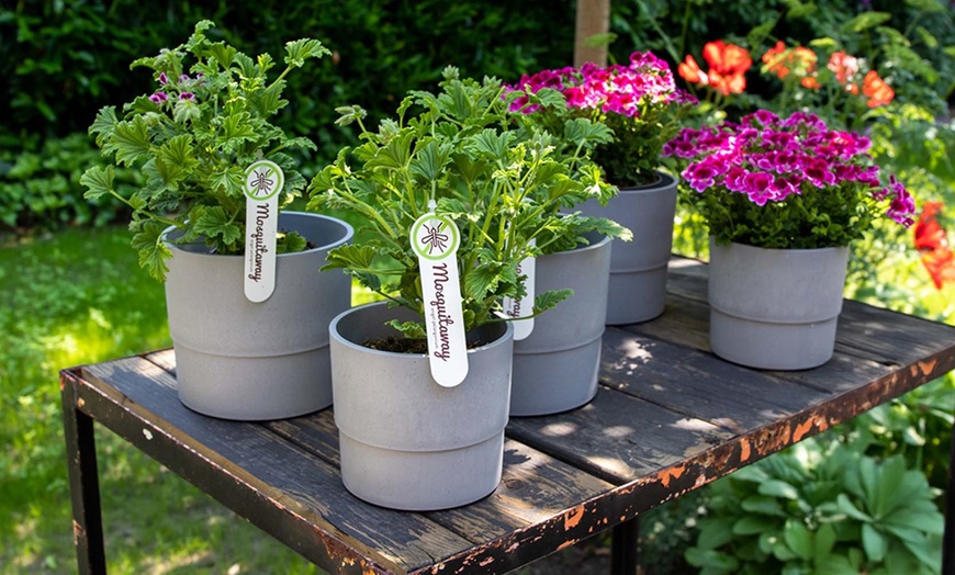 Image 1: Set van 3 of 6 citroen Geranium planten