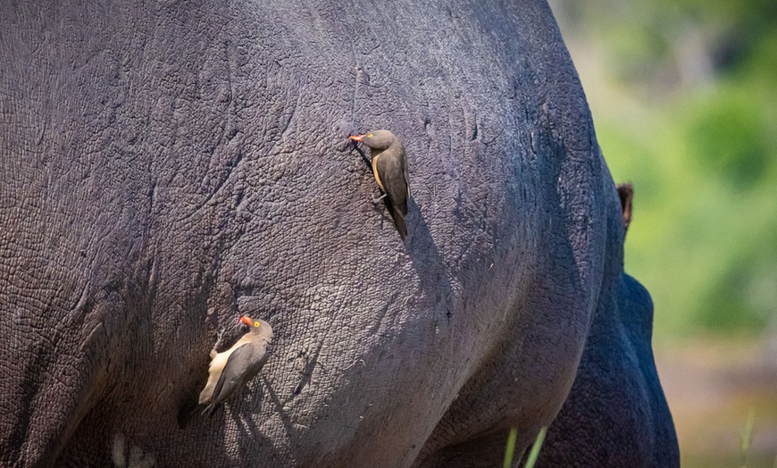 Image 49: Zimbabwe: 7-Night Yoga & Safari Retreat