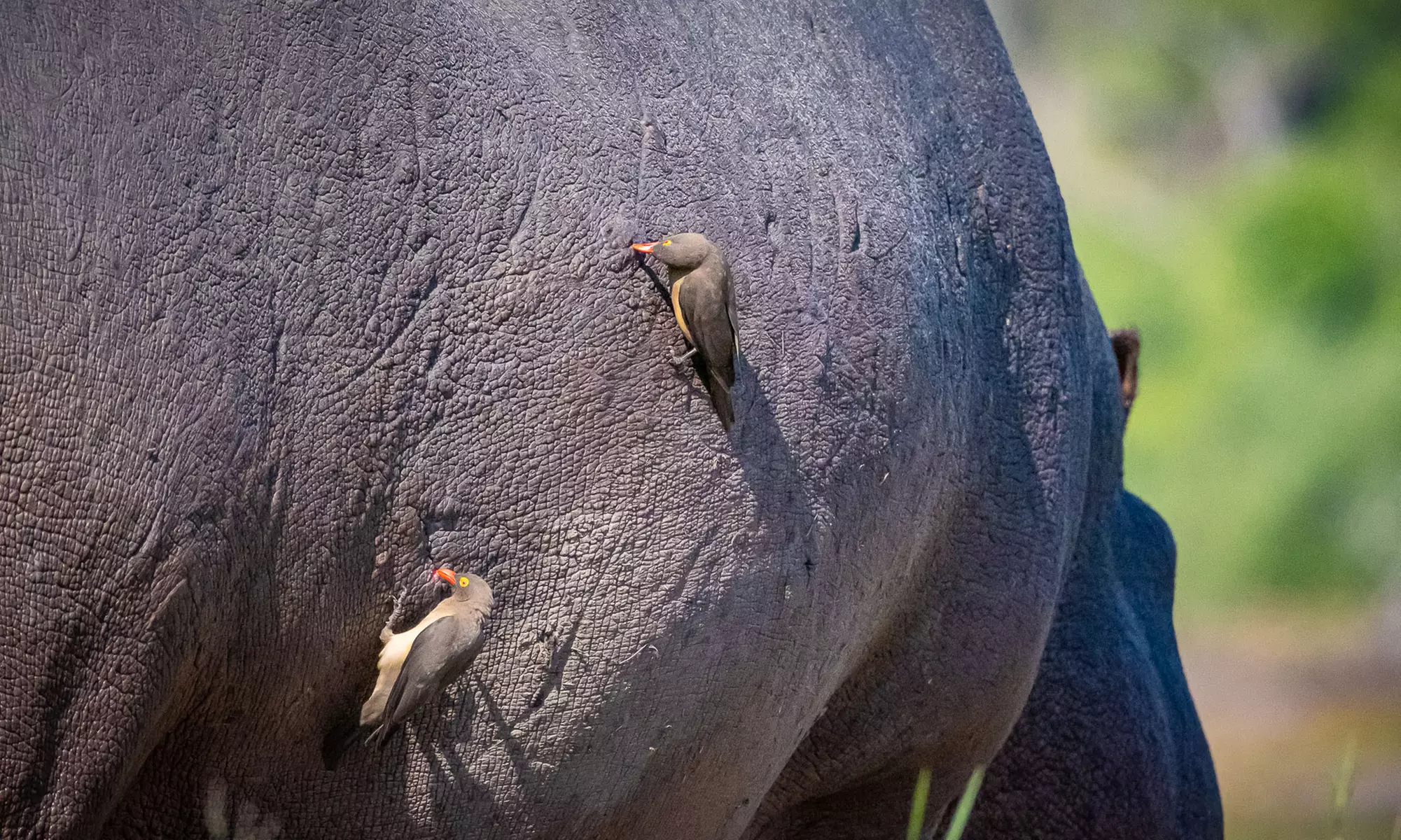 Zimbabwe: 7-Night Yoga & Safari Retreat