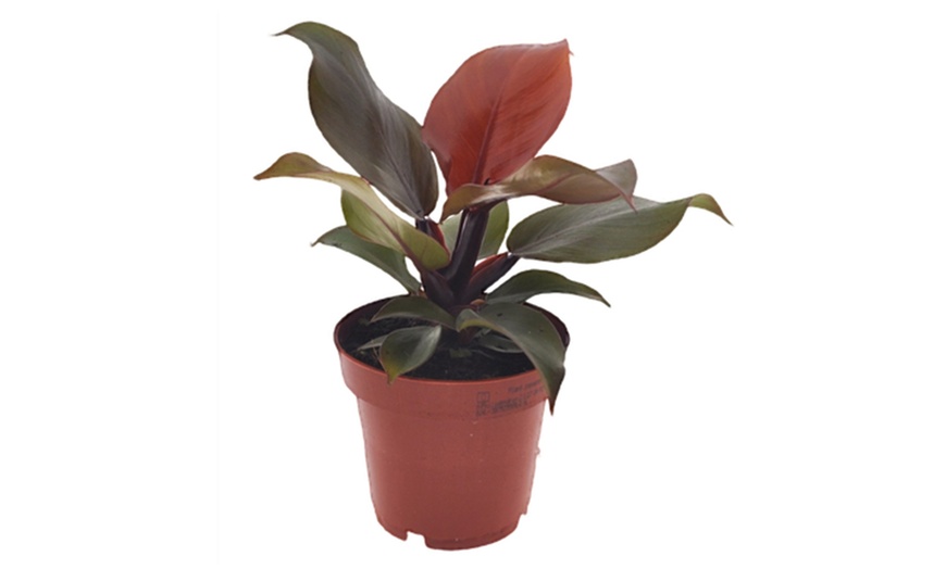 Image 4: Plant de Philodendron ''Sun Light'' 20-30 cm