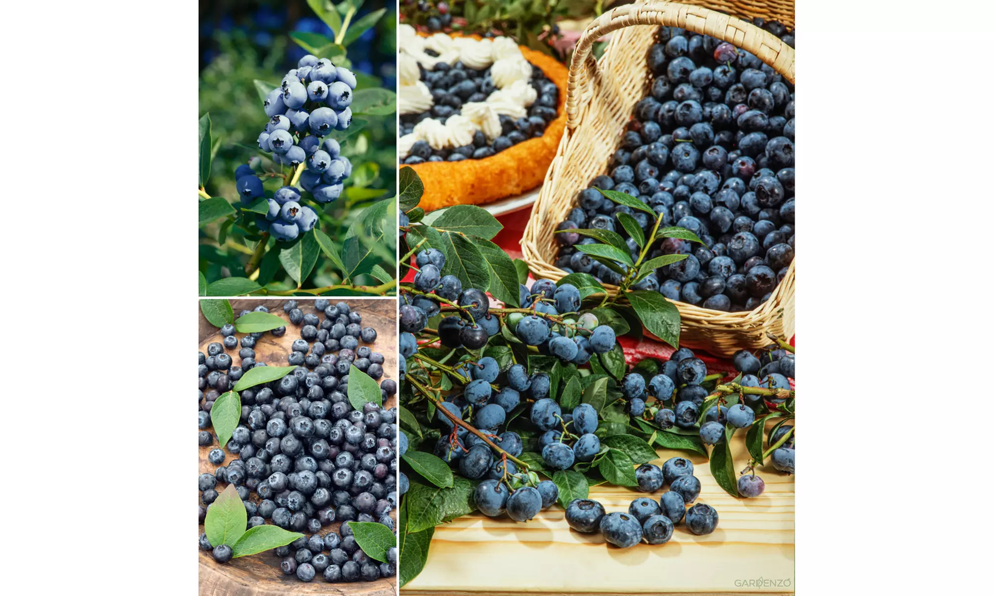 4x oder 8x Blaubeerpflanzen