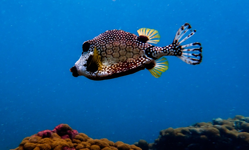 Image 8: 90-Minute Guided Snorkel Tour with Professional Photos for 1, 2, or 4