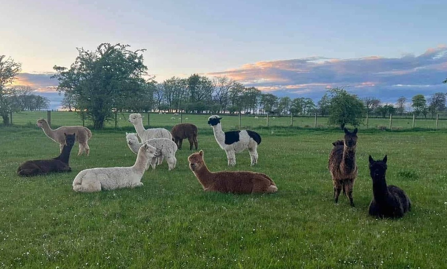Image 8: Christmas Alpaca Meet and Feed with Santa Gift and Crafts