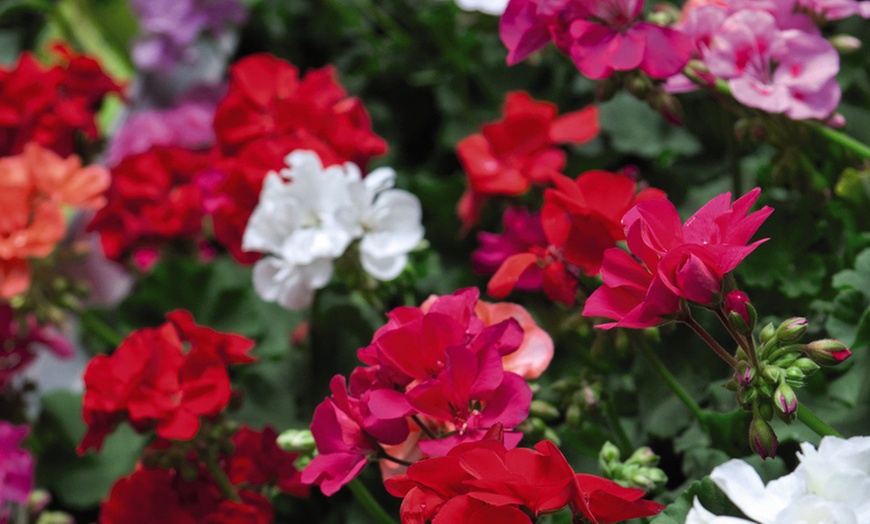 Image 3: 15 or 30 Garden Ready Geranium Plants