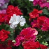 Image 3: 15 or 30 Garden Ready Geranium Plants