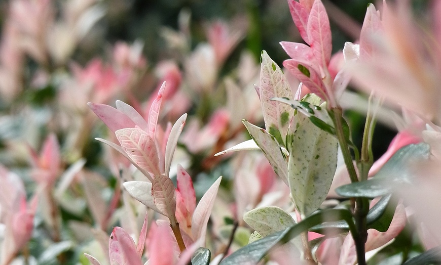 Image 5: Two Rootz Salix Flamingo Potted Plants