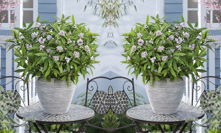 Image 2: Potted Fragrant Daphne Plants - 1 or 2 Potted Plants
