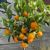 Image 3: Plants de citronnier ou oranger calamondin
