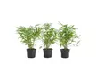 Set de 3 ou 6 bambous "Fargesia Rufa" pour jardin, terrasse ou balcon, hauteur à la livraison de 20 à 30 cm - Second Medium