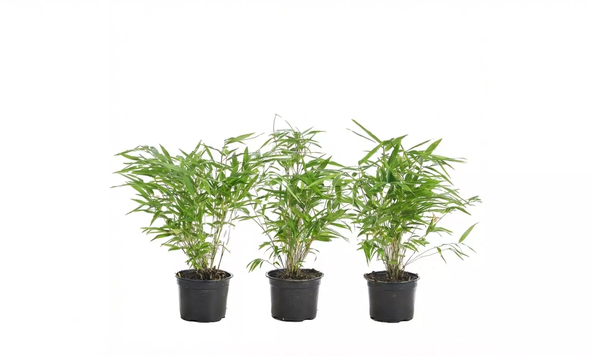 Set de 3 ou 6 bambous "Fargesia Rufa"