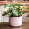 Image 1: 1x oder 2x Syngonium 'Milk Confetti'