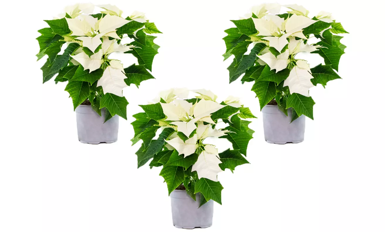 3x oder 6x Weihnachtsstern