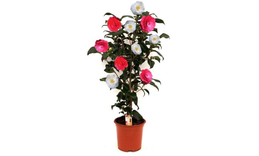 Image 14: 1 ou 2 arbustes de camélia du Japon XL de Gardenzo