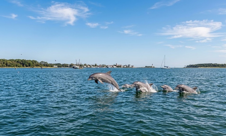 Image 2: 1-Hour Dolphin Watching or Shell Collecting Tour (Up to 6)