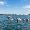 Image 2: 1-Hour Dolphin Watching or Shell Collecting Tour (Up to 6)